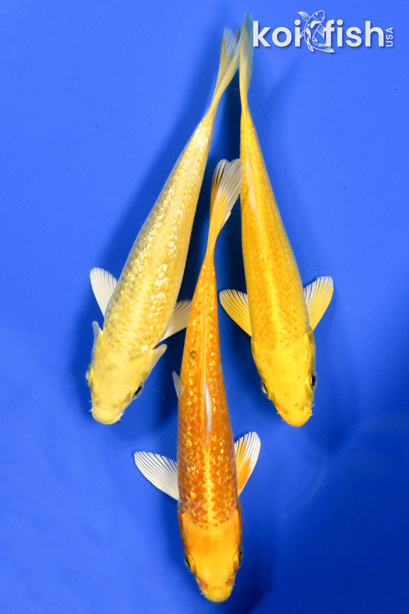 EXACT FISH - LOT OF (3) 5-6" STANDARD KOI