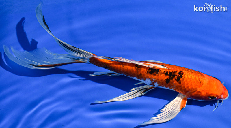 9.5" YAMATO NISHIKI BUTTERFLY