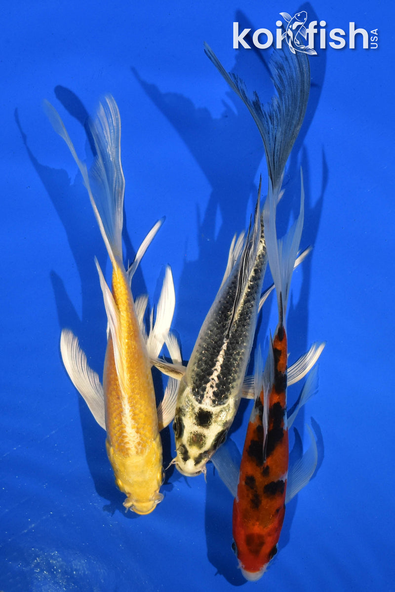 (3) 6-7" BUTTERFLY KOI