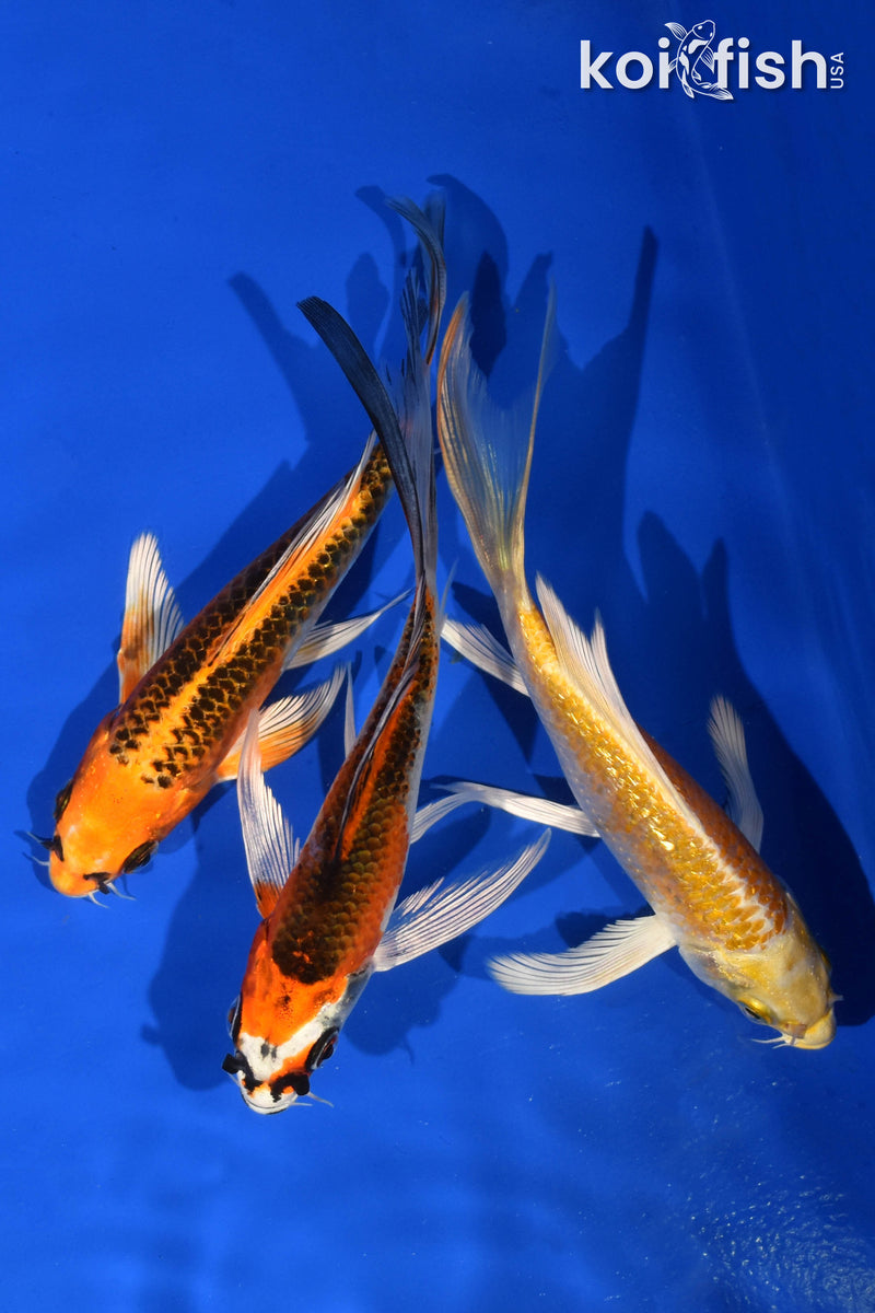 (3) 5-6" BUTTERFLY KOI