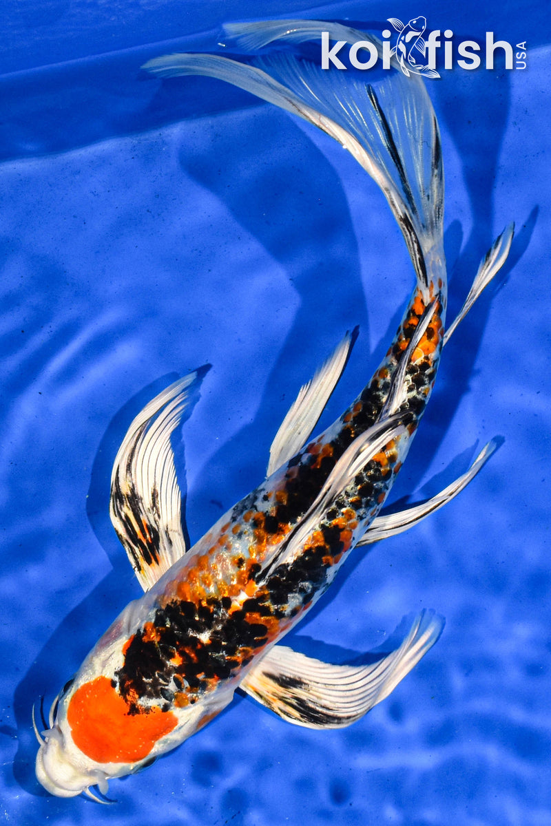 9" HEISEI NISHIKI BUTTERFLY