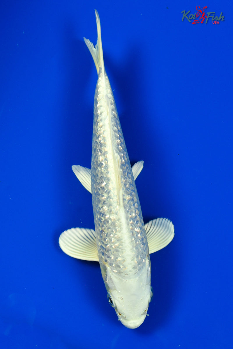 9.5" GINRIN PLATINUM OGON