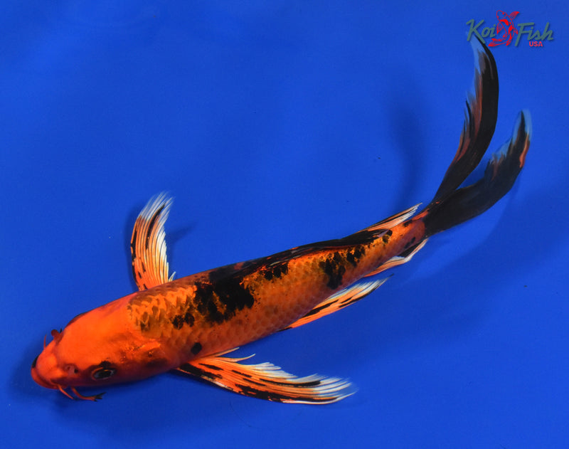 9.5" ORENJI BEKKO BUTTERFLY