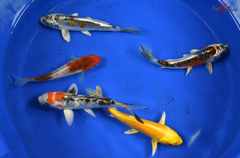 KOI PACK