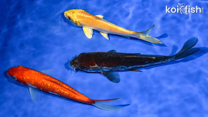 PACK OF (3) 5-6" STANDARD KOI