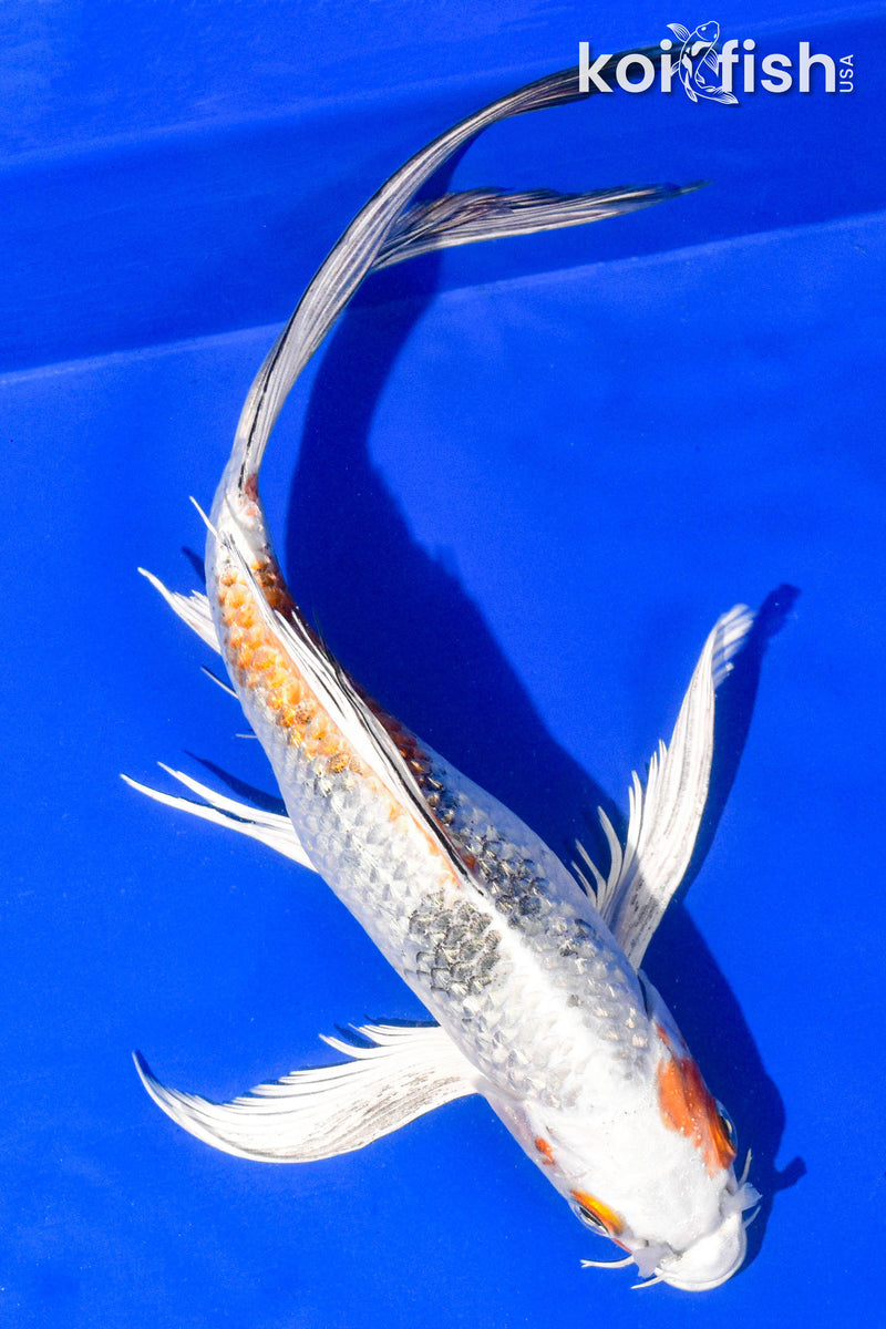 9" YAMATO NISHIKI BUTTERFLY