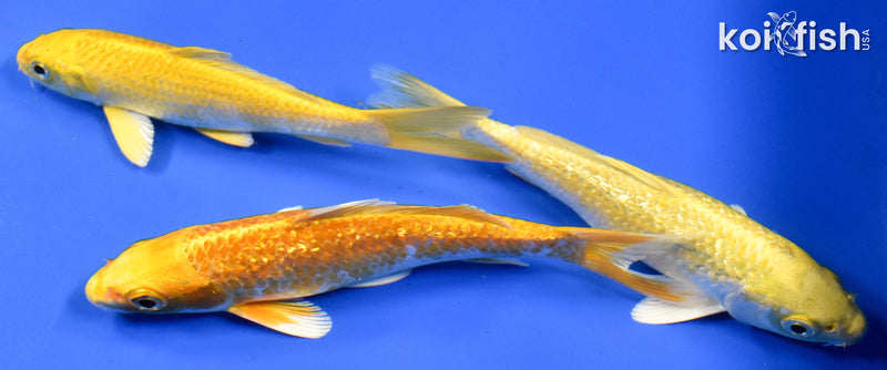 EXACT FISH - LOT OF (3) 5-6" STANDARD KOI