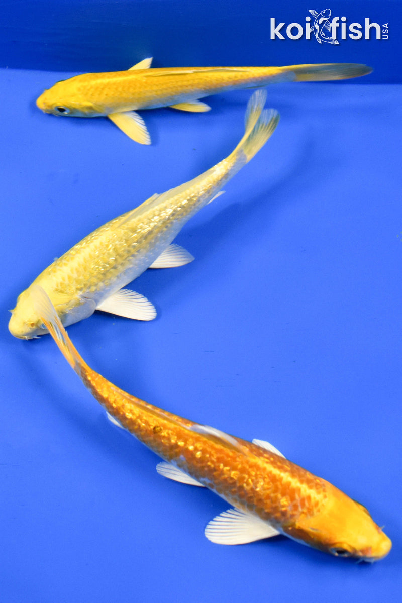 EXACT FISH - LOT OF (3) 5-6" STANDARD KOI