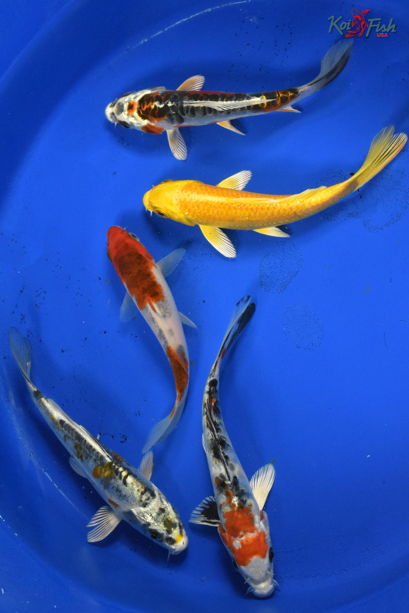 KOI PACK