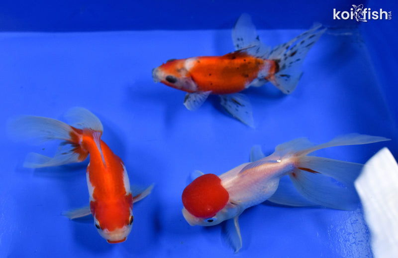 Exact Fish - Lot of (3) 4-6" Fantail Goldfish