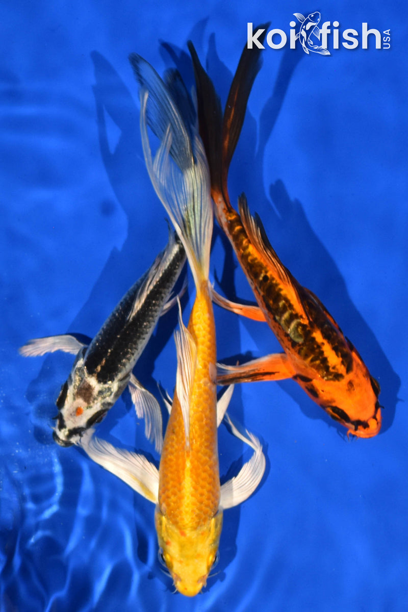 PACK OF (3) 7-8" BUTTERFLY KOI