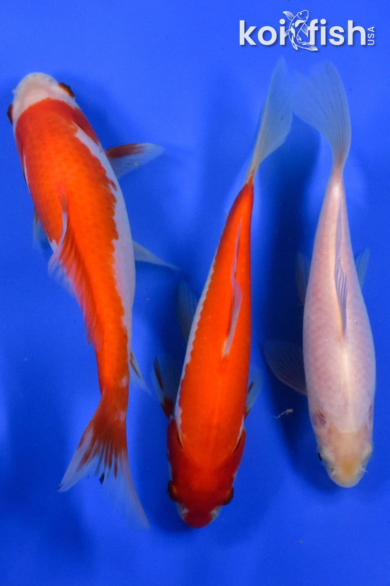 EXACT FISH - LOT OF (3) 4-6" SARASA GOLDFISH