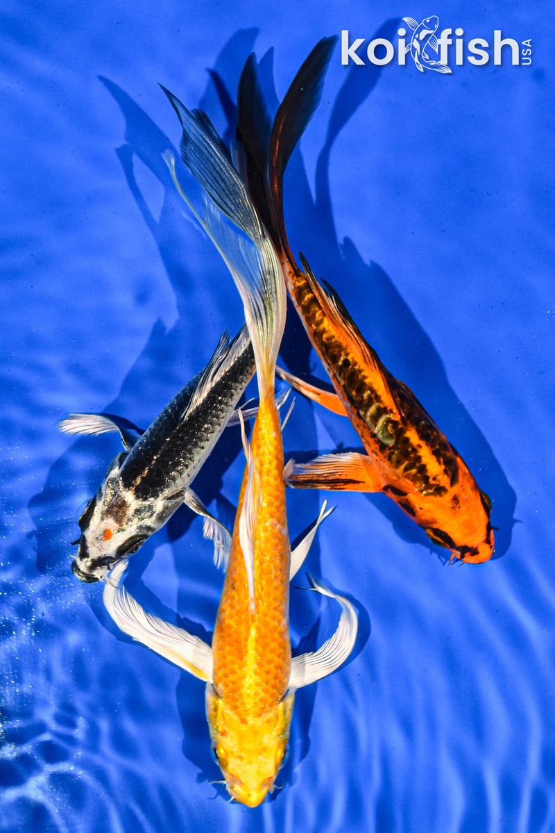 PACK OF (3) 7-8" BUTTERFLY KOI