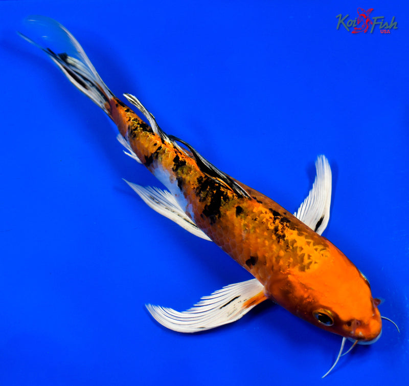 9.5" YAMATO NISHIKI BUTTERFLY