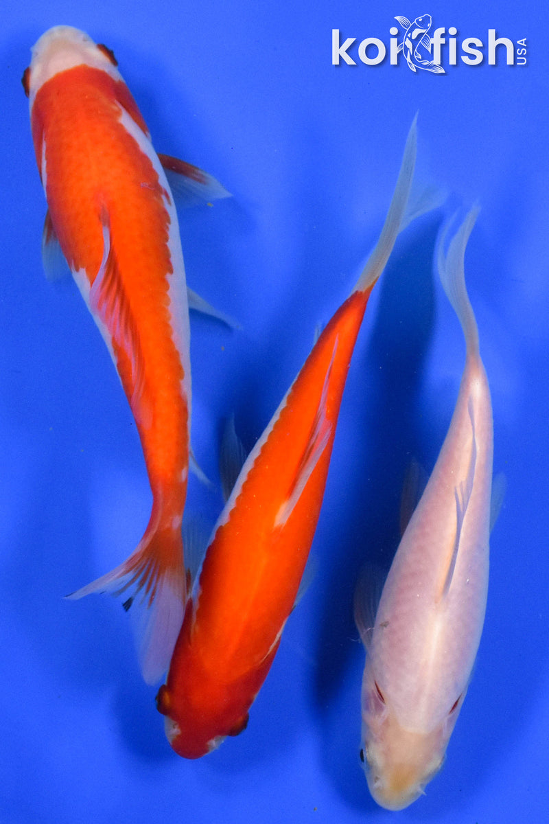 EXACT FISH - LOT OF (3) 4-6" SARASA GOLDFISH