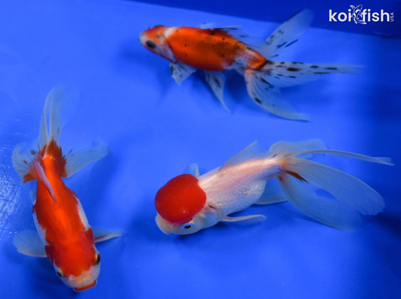 Exact Fish - Lot of (3) 4-6" Fantail Goldfish