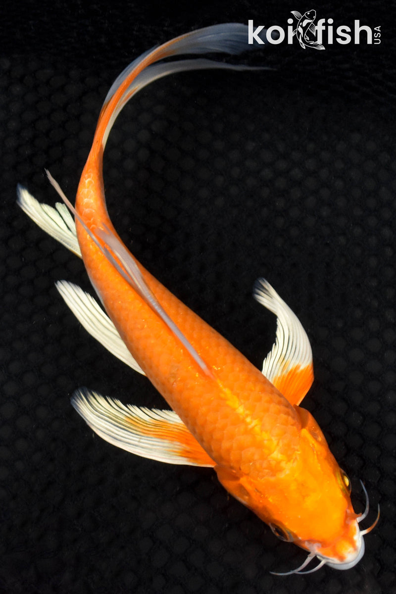 9" ORENJI OGON BUTTERFLY