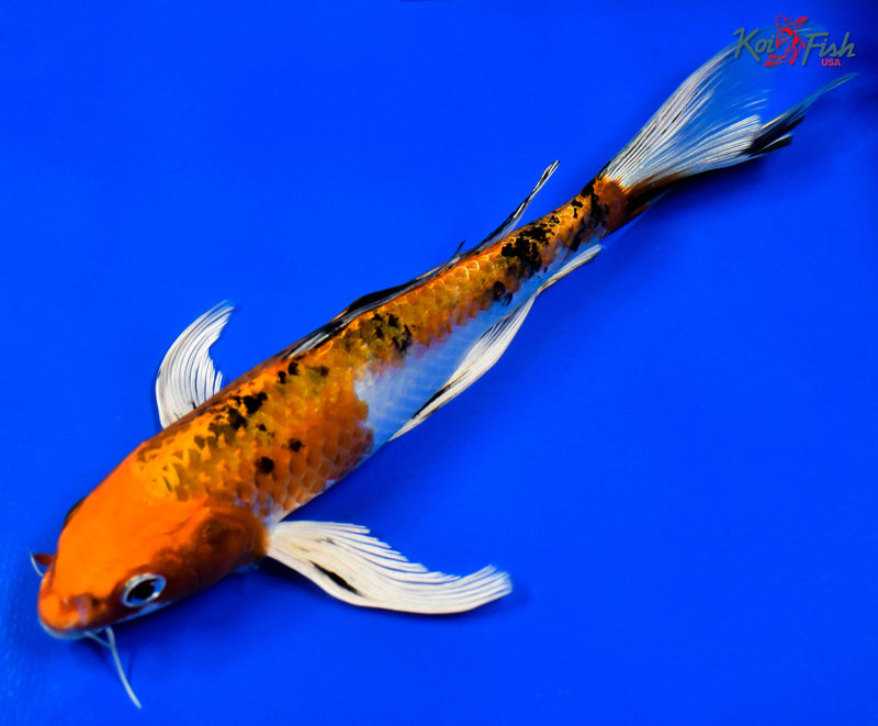 9.5" YAMATO NISHIKI BUTTERFLY