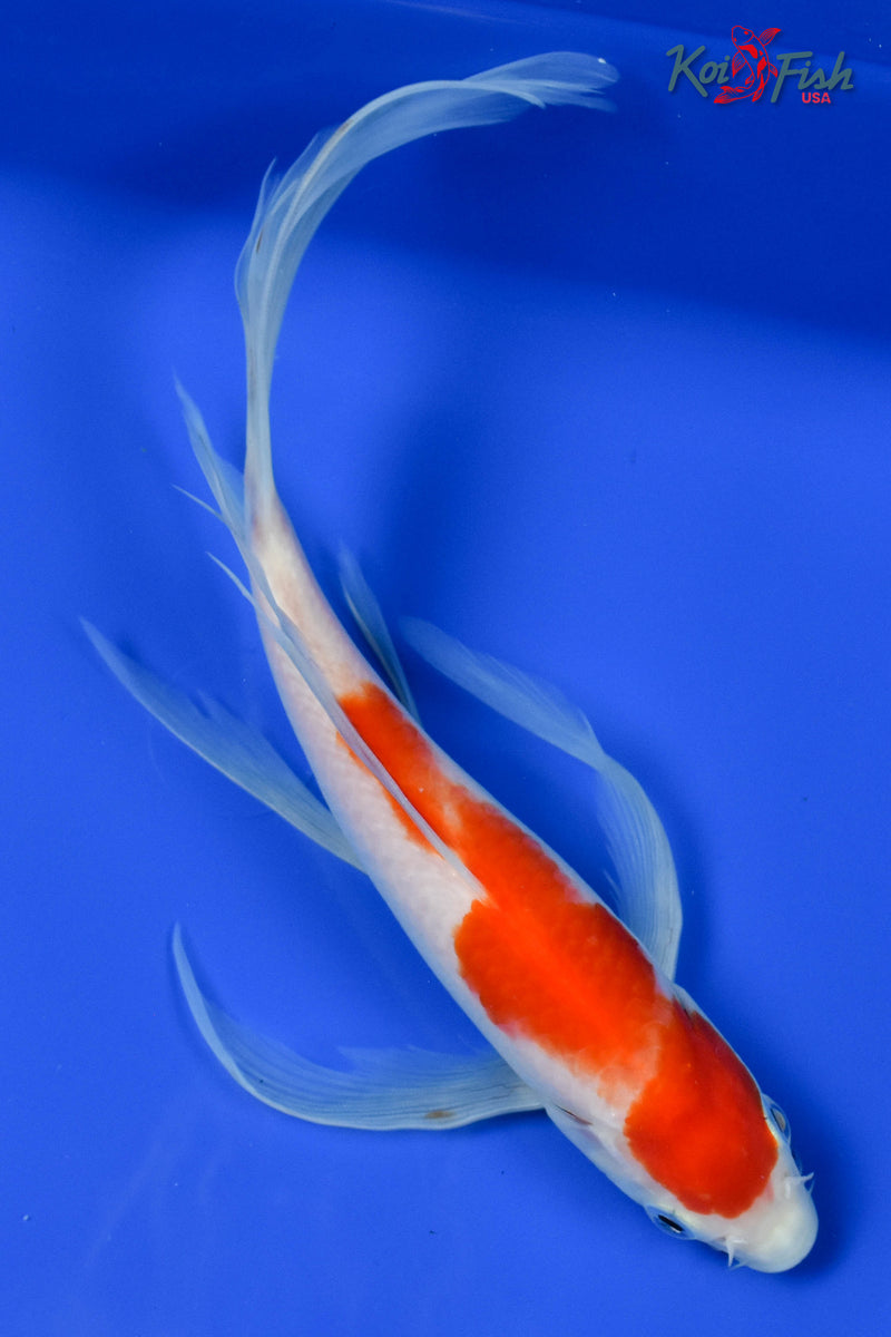 9" KOHAKU BUTTERFLY