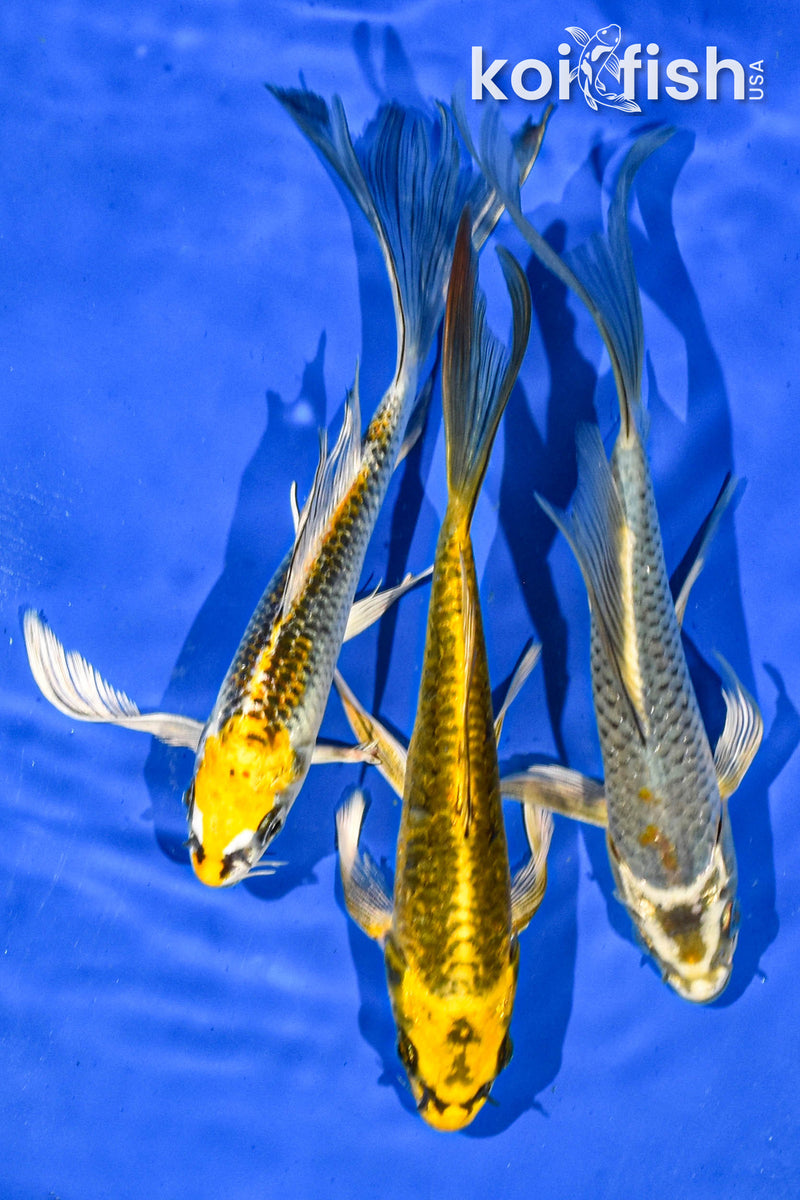 PACK OF (3) 7-8" BUTTERFLY KOI