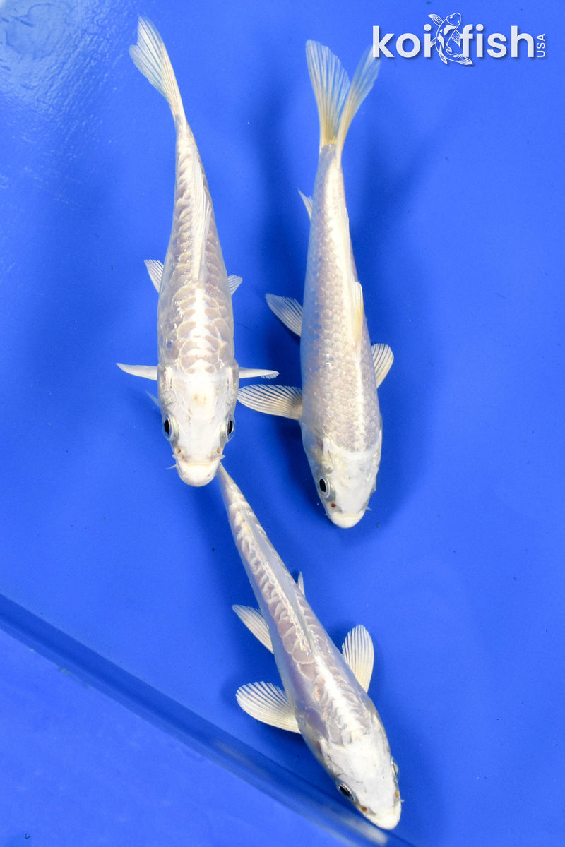 EXACT FISH - LOT OF (3) 5-6" STANDARD KOI