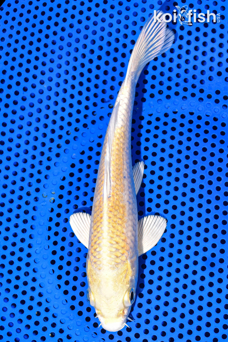 6" HARIWAKE