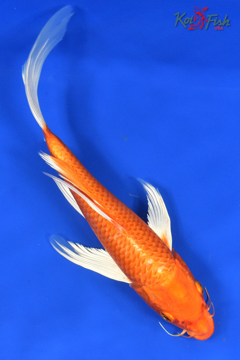 9.5" ORENJI OGON BUTTERFLY