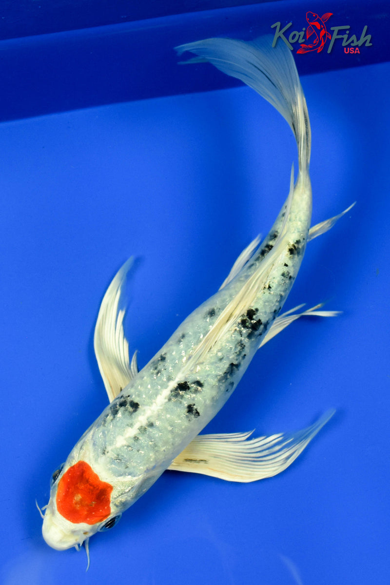 9" TANCHO YAMATO NISHIKI BUTTERFLY