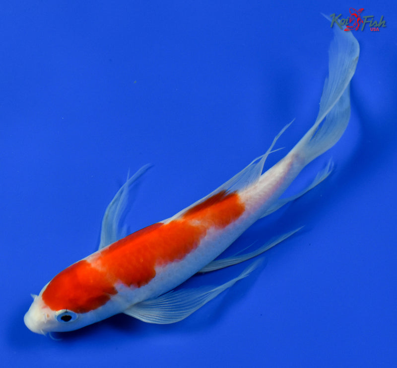 9" KOHAKU BUTTERFLY