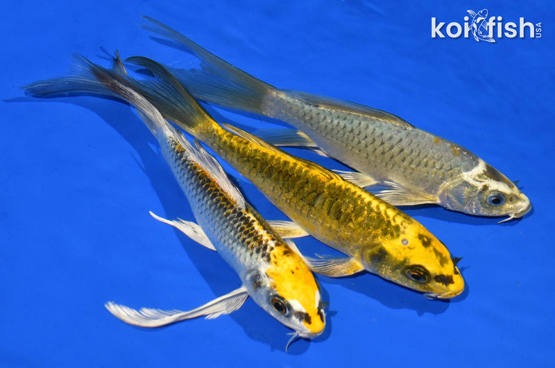 PACK OF (3) 7-8" BUTTERFLY KOI