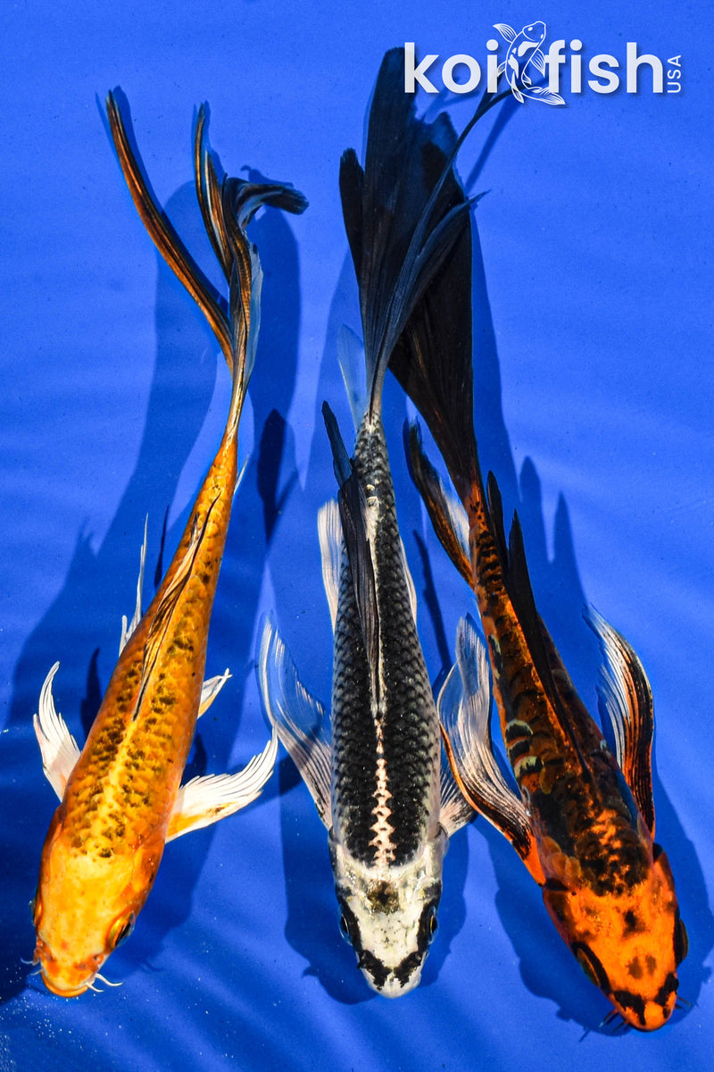 (3) 7-8" BUTTERFLY KOI