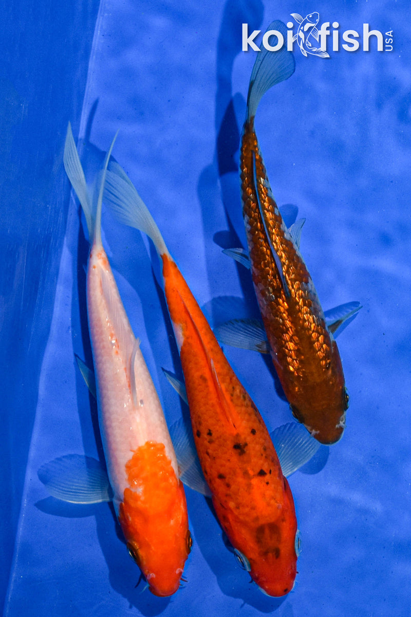 PACK OF (3) 5-6" STANDARD KOI