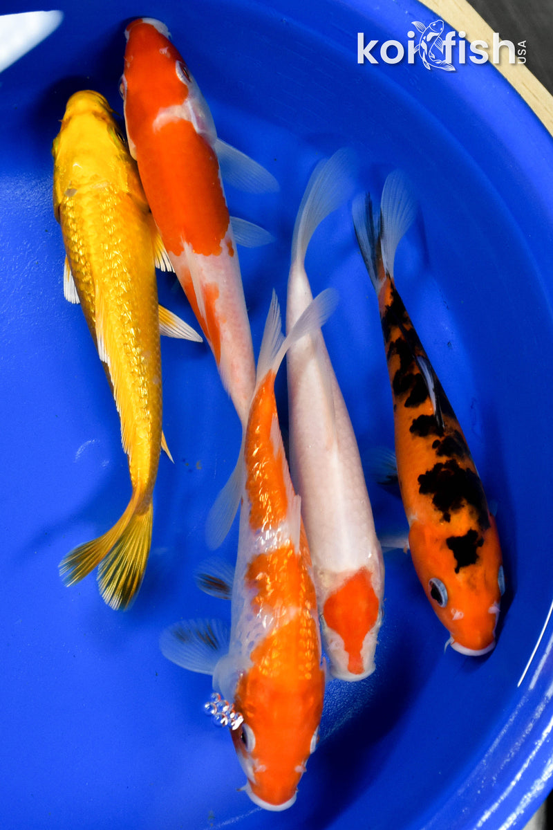 Exact Fish - Lot of (5) Assorted 5-6" Koi