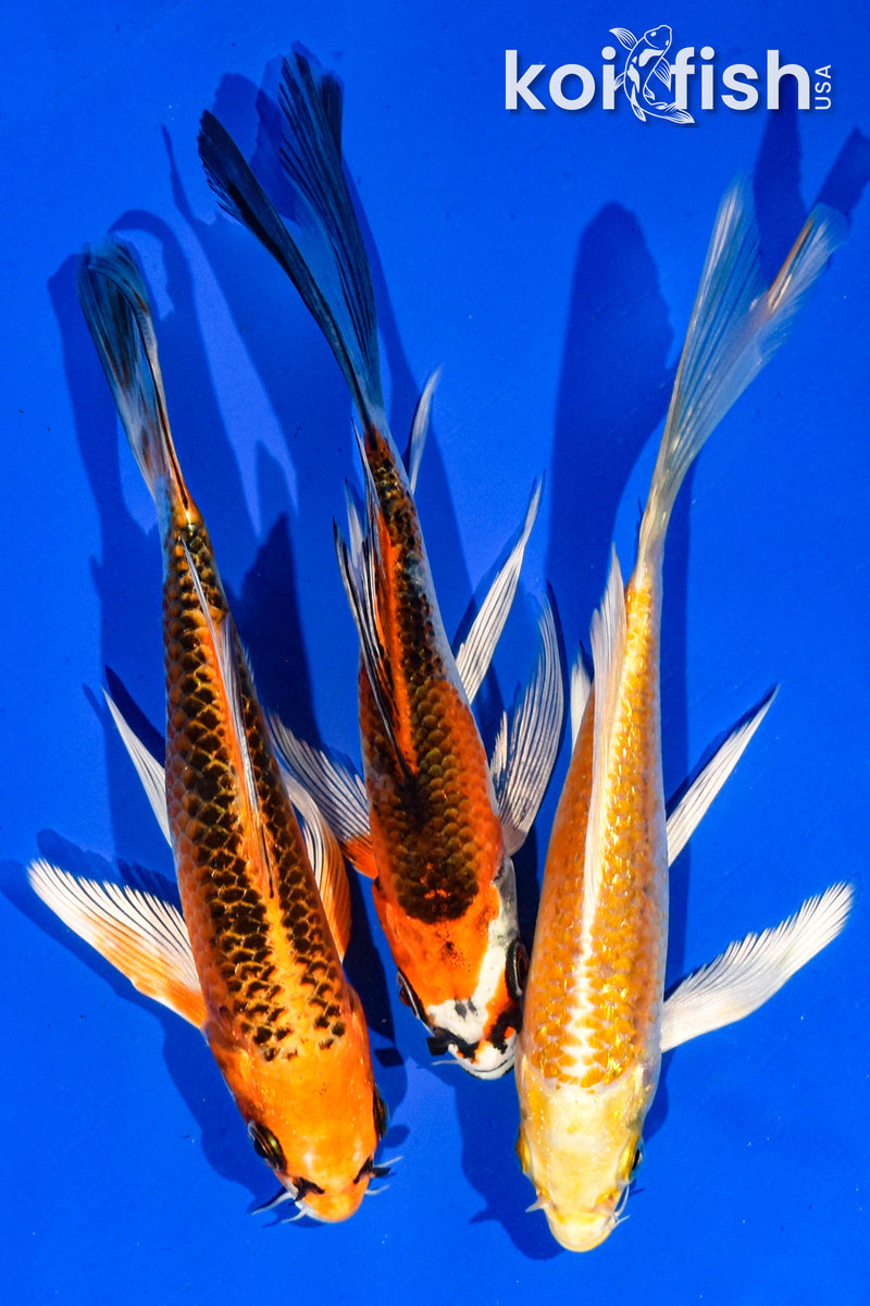 (3) 5-6" BUTTERFLY KOI