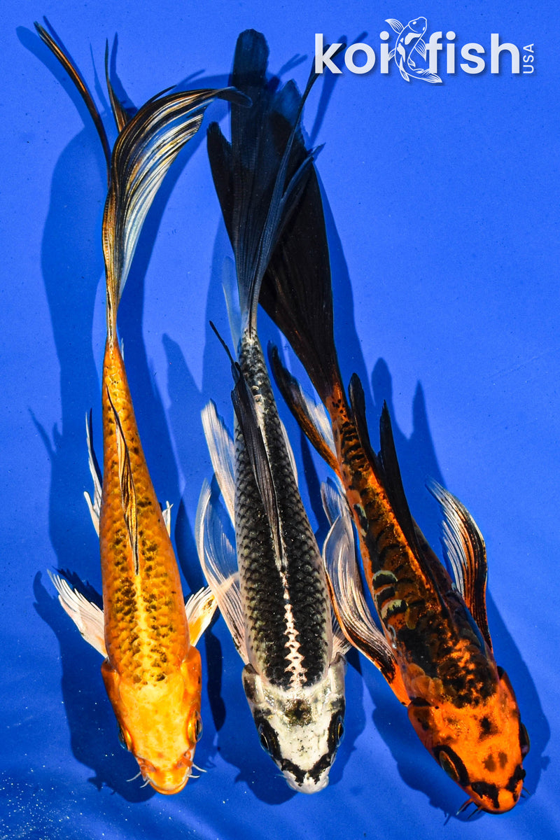 (3) 7-8" BUTTERFLY KOI