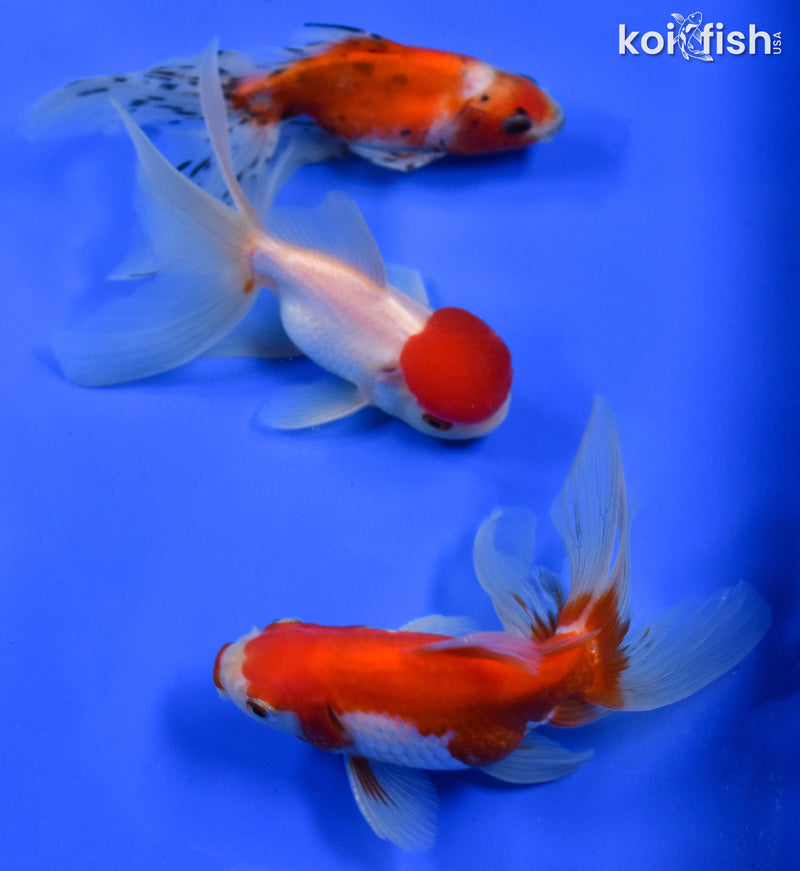 Exact Fish - Lot of (3) 4-6" Fantail Goldfish