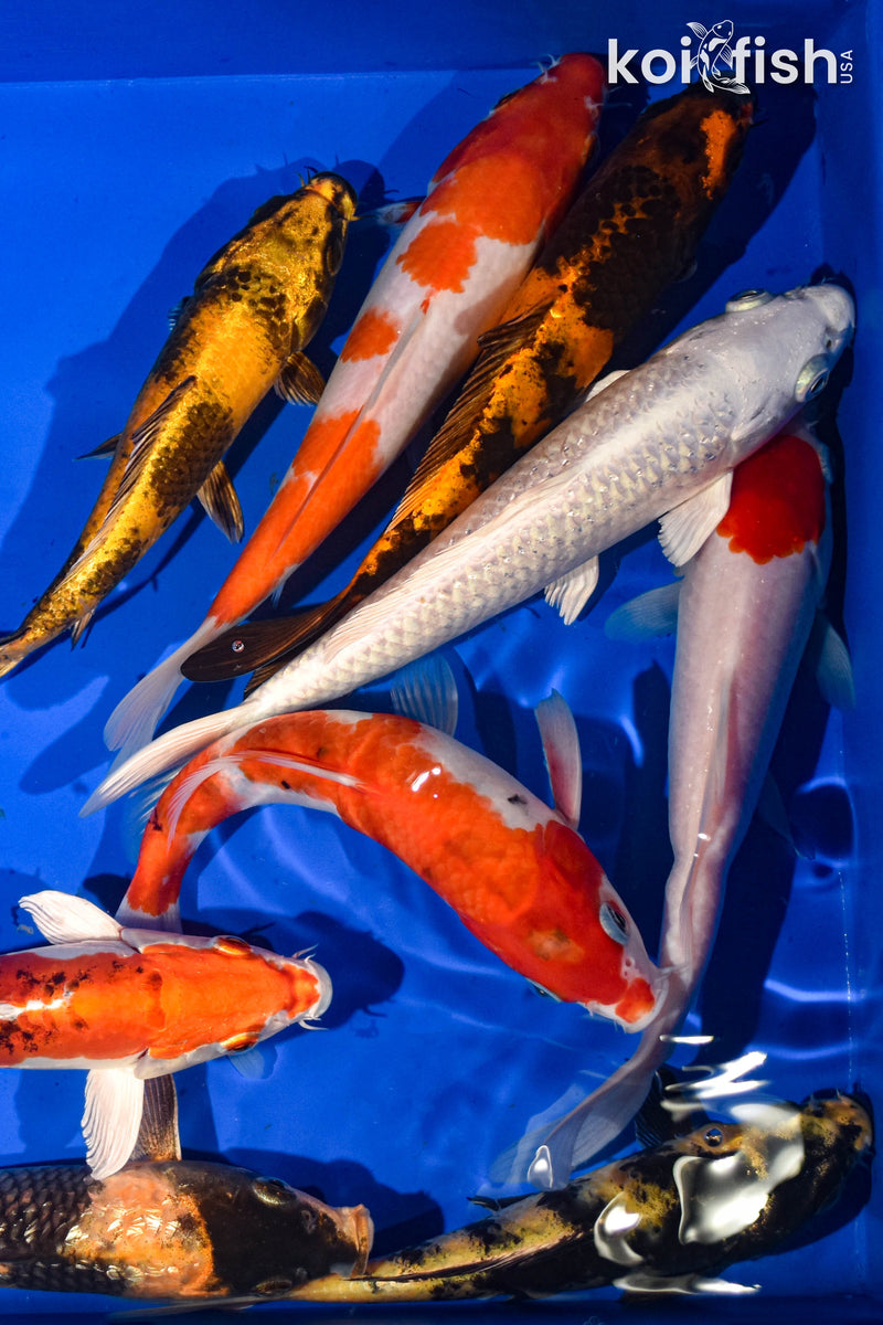 (8) 7-8" STANDARD FIN KOI