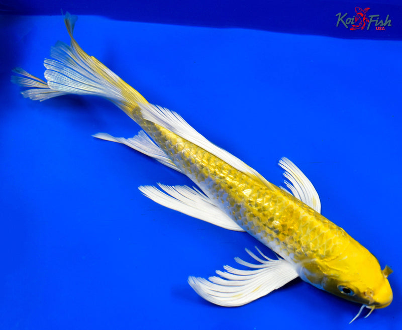 9.5" GINRIN YAMABUKI OGON BUTTERFLY