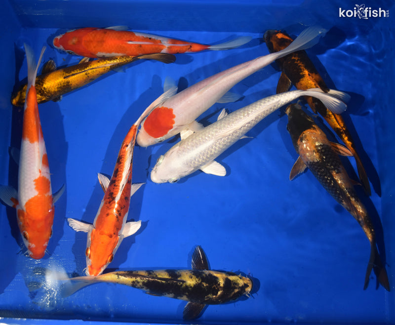 (8) 7-8" STANDARD FIN KOI