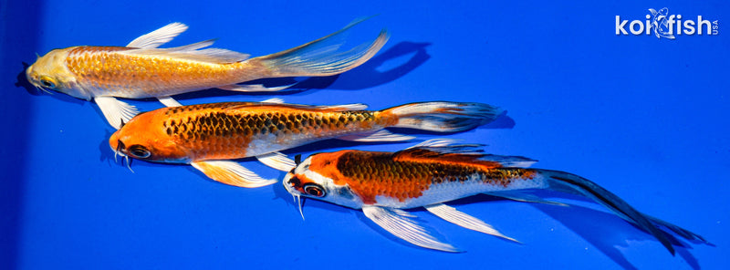 (3) 5-6" BUTTERFLY KOI