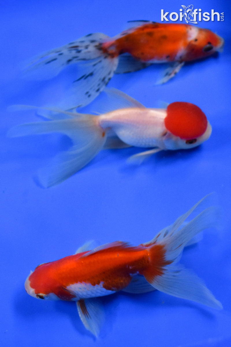 Exact Fish - Lot of (3) 4-6" Fantail Goldfish