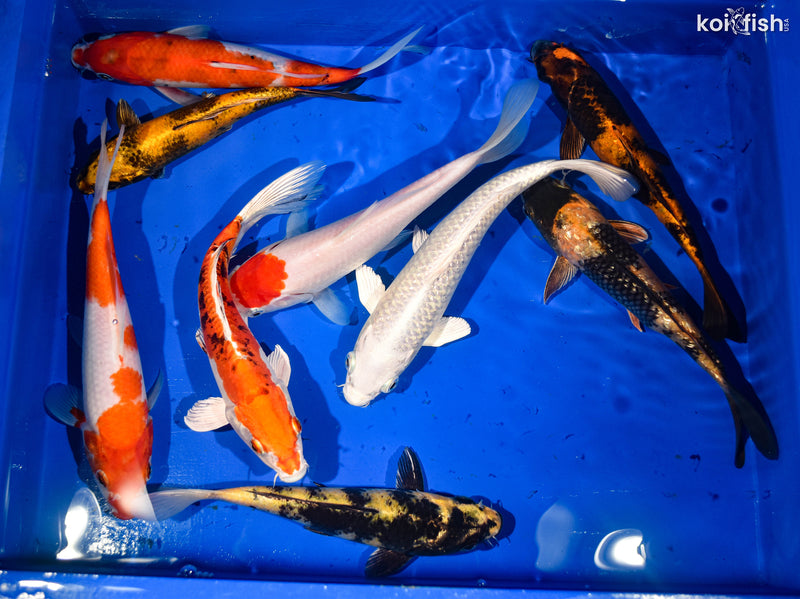 (8) 7-8" STANDARD FIN KOI