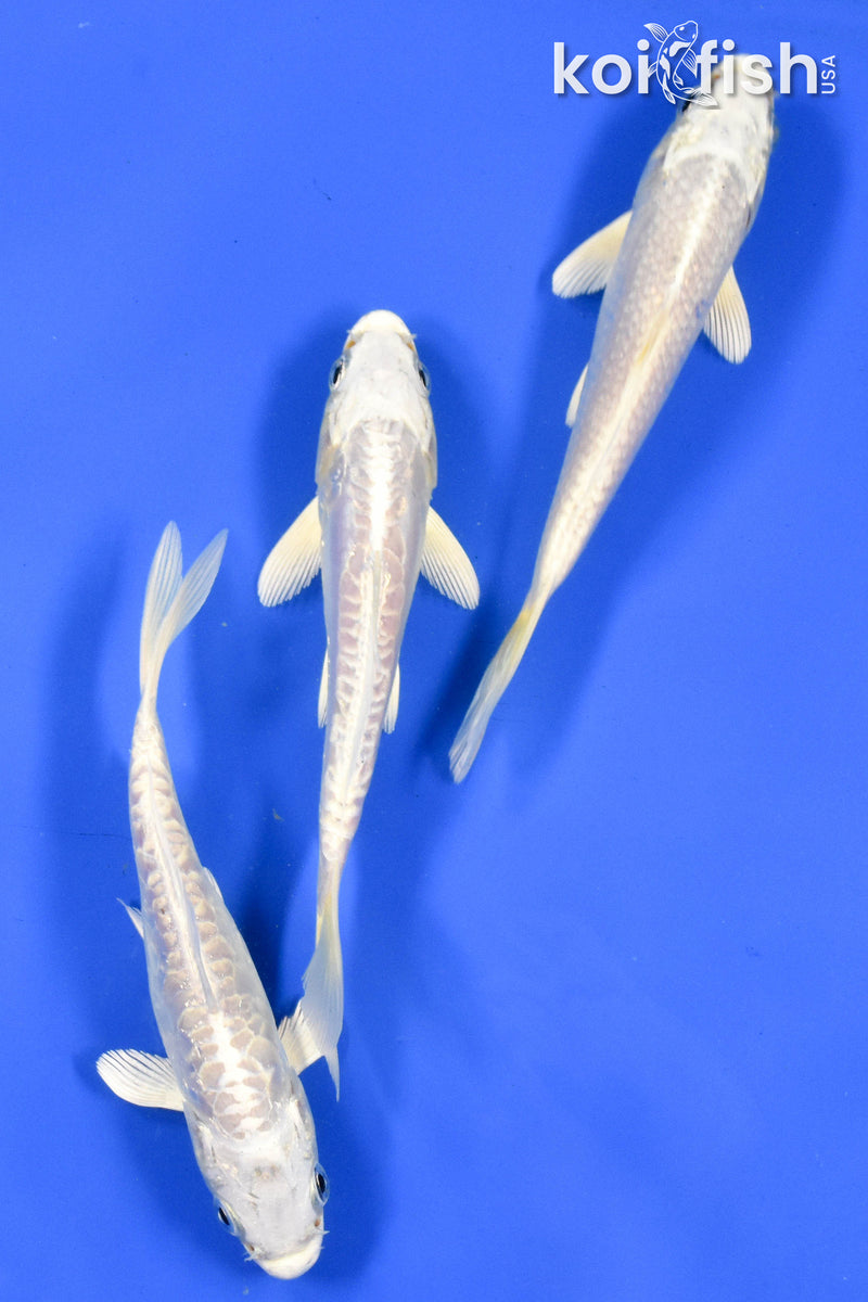 EXACT FISH - LOT OF (3) 5-6" STANDARD KOI