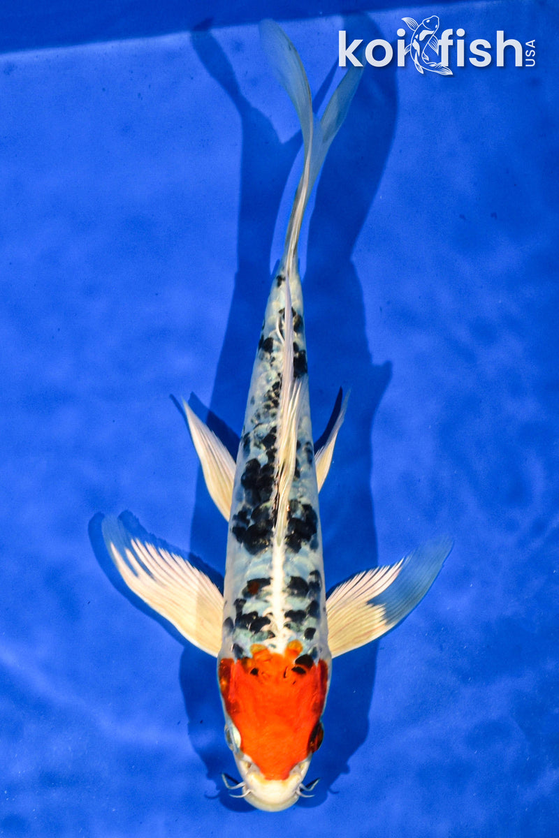 9.5" HEISEI NISHIKI BUTTERFLY