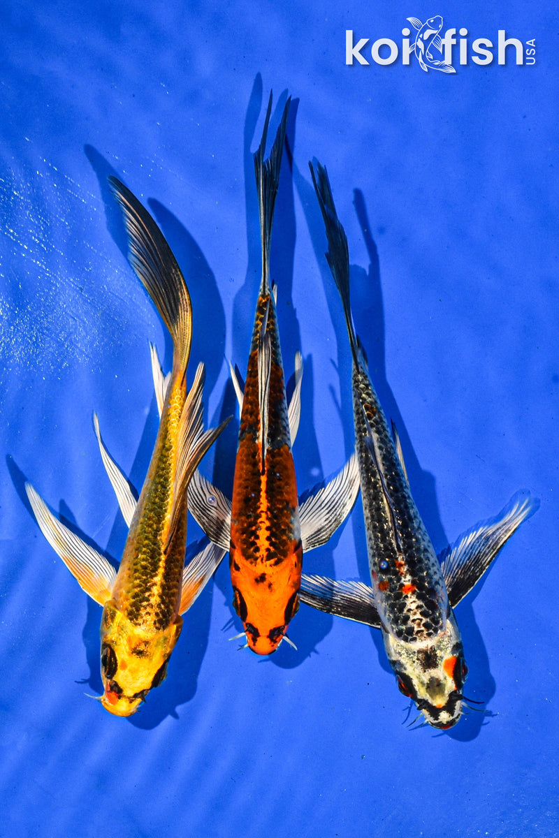 PACK OF (3) 6-7" BUTTERFLY KOI