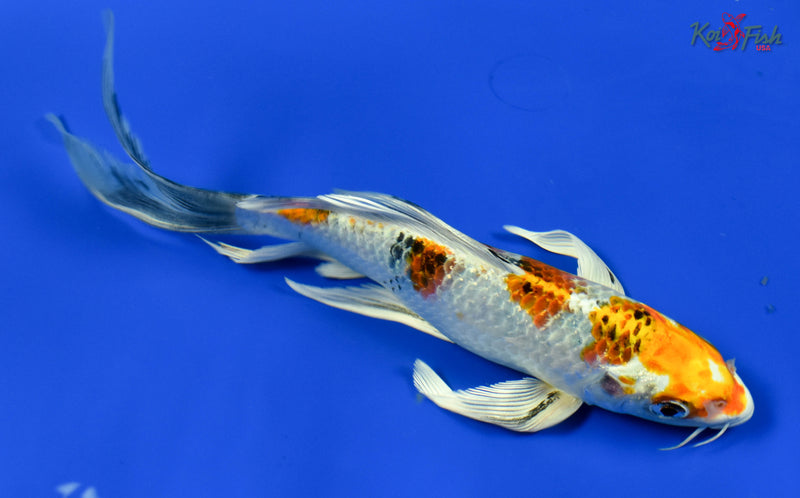 9" YAMATO NISHIKI BUTTERFLY