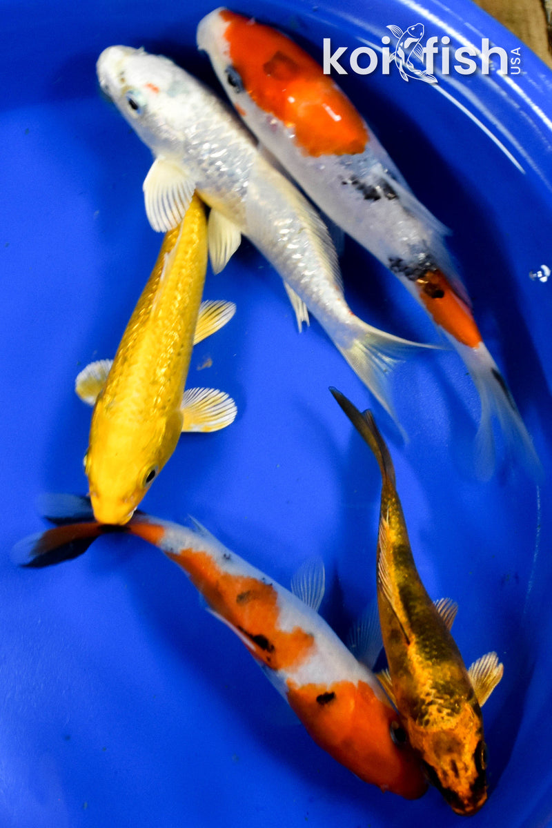 Exact Fish - Lot of (5) Assorted 4-6" Koi