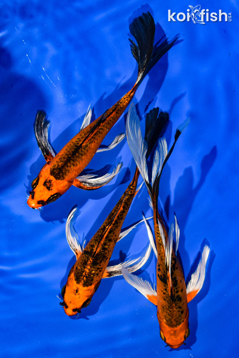 (3) 6-7" BUTTERFLY KOI