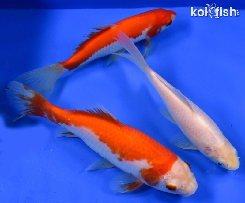 EXACT FISH - LOT OF (3) 4-6" SARASA GOLDFISH