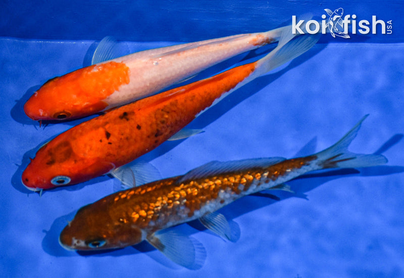 PACK OF (3) 5-6" STANDARD KOI